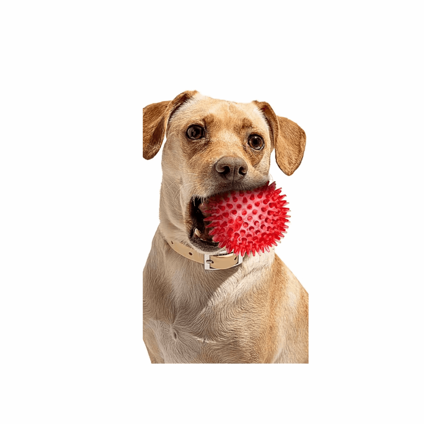 2.5” Squeaky Interactive Dog Balls for Puppy Teething Chew Toys for Small Dogs for Clean Teeth and Training
